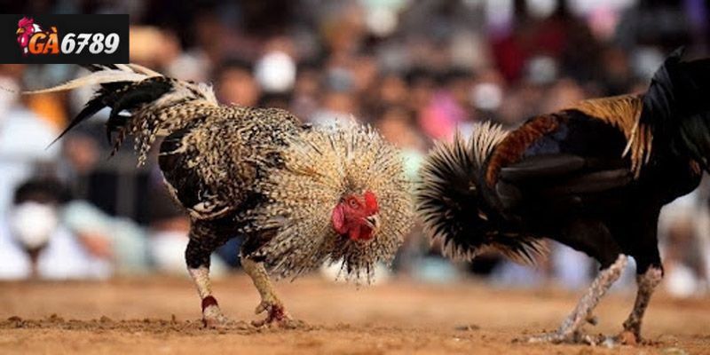 Các bí quyết chơi đá gà Ga6789 mà bạn không thể bỏ lỡ